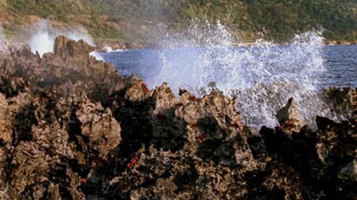 Остров Рождества стал королевством крабов