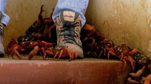 Остров Рождества стал королевством крабов