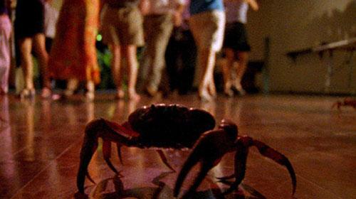 Остров Рождества стал королевством крабов