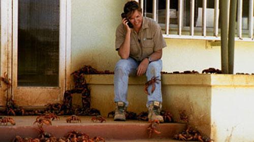 Остров Рождества стал королевством крабов