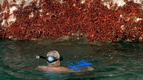 Остров Рождества стал королевством крабов