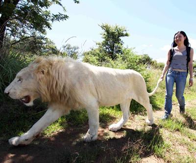 Экстремальный тур в условиях дикой природы: прогулка со львами