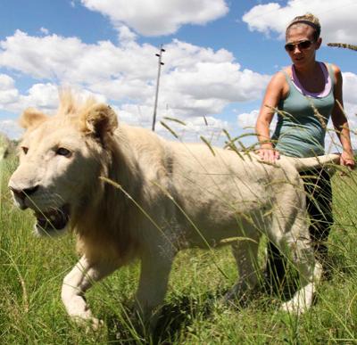 Экстремальный тур в условиях дикой природы: прогулка со львами