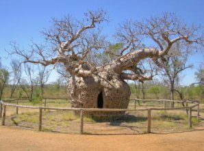 Необычные деревья, которые создала эволюция