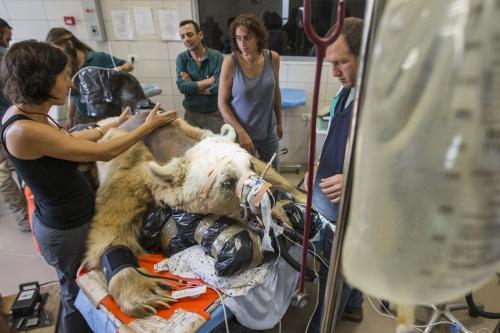 В Израиле впервые сделали операцию на позвоночнике медведю