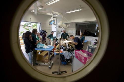 В Израиле впервые сделали операцию на позвоночнике медведю