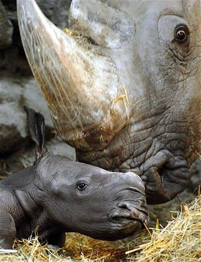Учёные вырастили носорога в пробирке