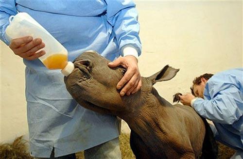 Учёные вырастили носорога в пробирке