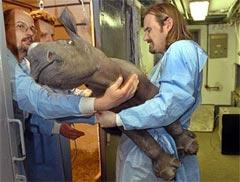 Учёные вырастили носорога в пробирке