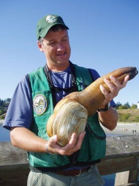 Самый большой моллюск в мире шокирует своим видом