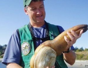 Самый большой моллюск в мире шокирует своим видом