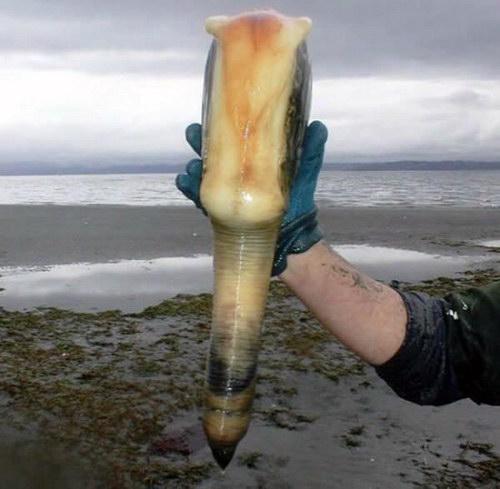 Самый большой моллюск в мире шокирует своим видом