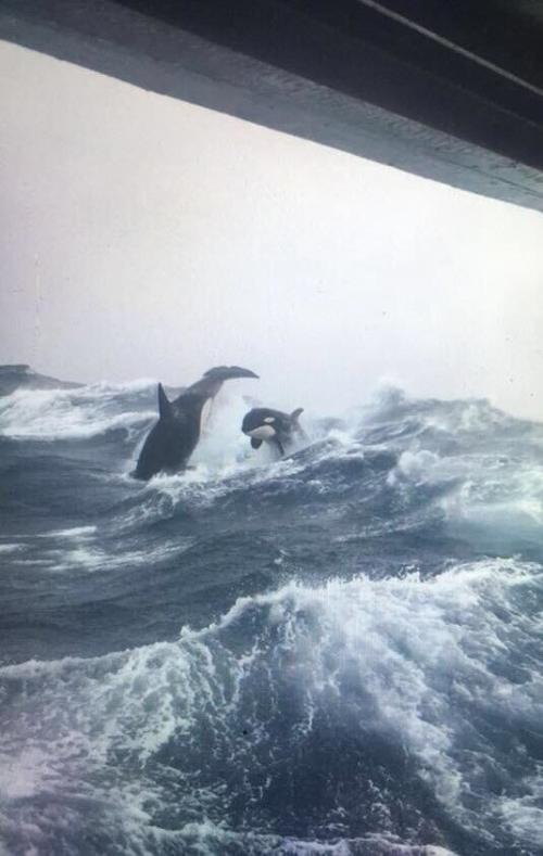 20 фото, которые обнаружат у вас талассофобию