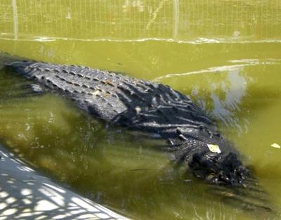 Крупнейший в мире крокодил пойман