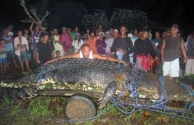 Крупнейший в мире крокодил пойман