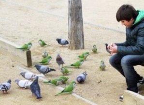 10 мест, где привычных для нас голубей заменяют экзотические животные