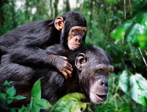Фотограф  запечатлел родительскую любовь животных