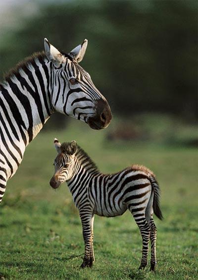 Фотограф  запечатлел родительскую любовь животных