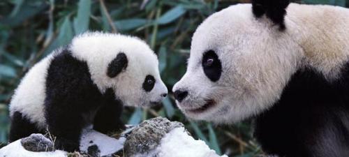 Фотограф  запечатлел родительскую любовь животных