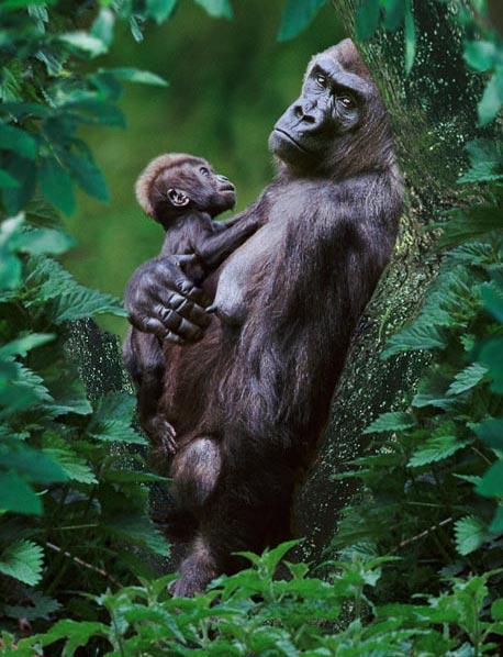 Фотограф  запечатлел родительскую любовь животных