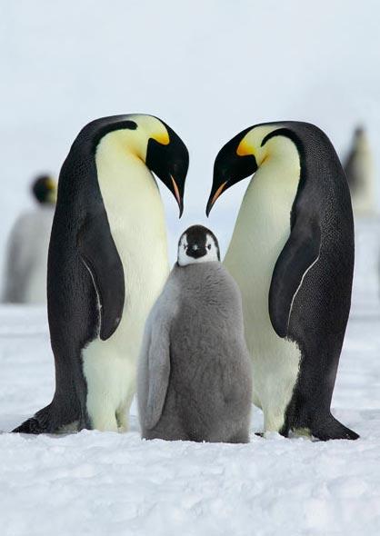 Фотограф  запечатлел родительскую любовь животных