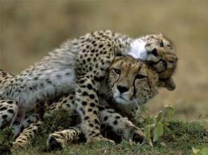 Фотограф  запечатлел родительскую любовь животных