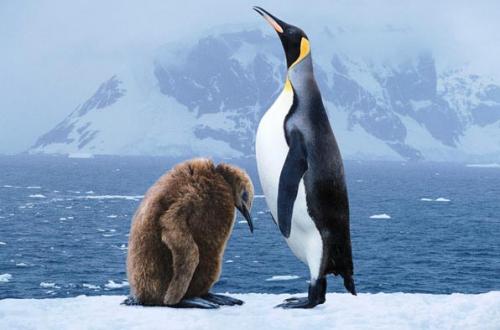 Фотограф  запечатлел родительскую любовь животных
