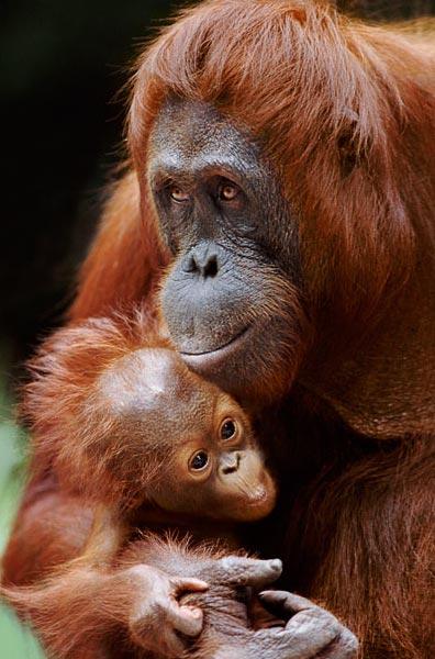 Фотограф  запечатлел родительскую любовь животных