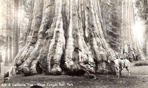 Деревья-гиганты – самые старые жители Земли