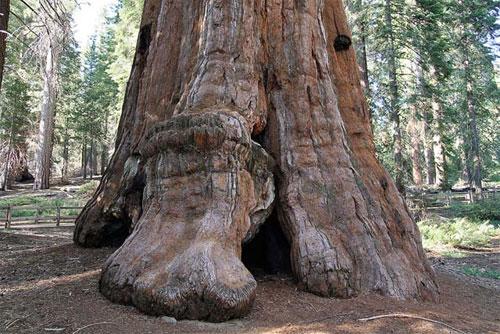 Деревья-гиганты – самые старые жители Земли