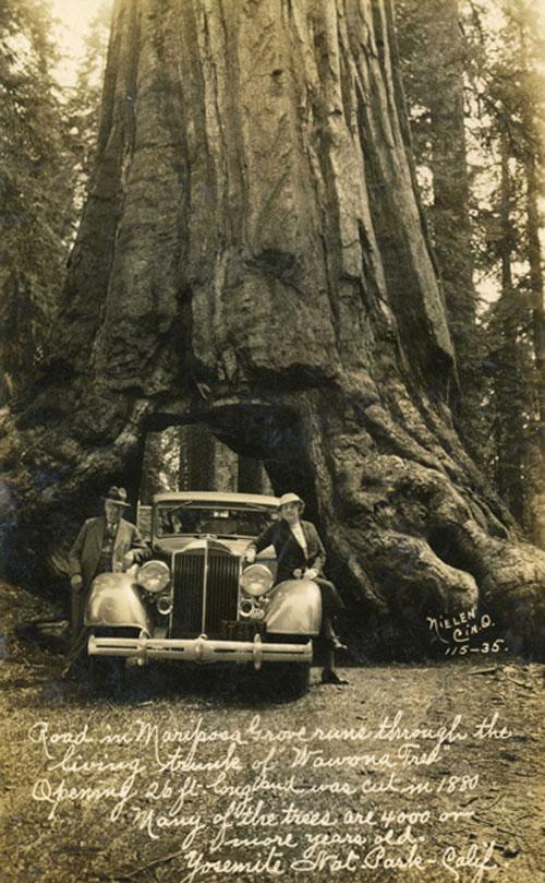 Деревья-гиганты – самые старые жители Земли