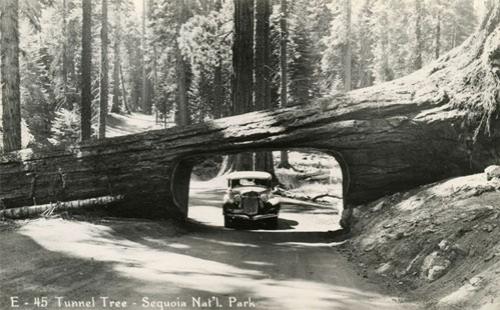 Деревья-гиганты – самые старые жители Земли