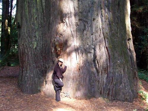 Деревья-гиганты – самые старые жители Земли