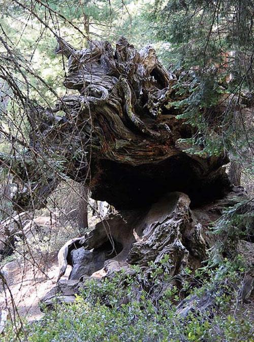 Деревья-гиганты – самые старые жители Земли