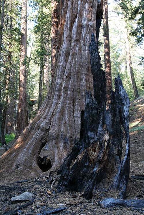 Деревья-гиганты – самые старые жители Земли