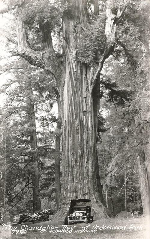 Деревья-гиганты – самые старые жители Земли