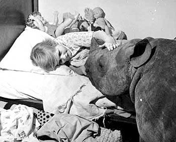 Дикие хищники в квартире: от любви до трагедии один шаг