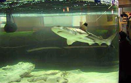 Дикие хищники в квартире: от любви до трагедии один шаг