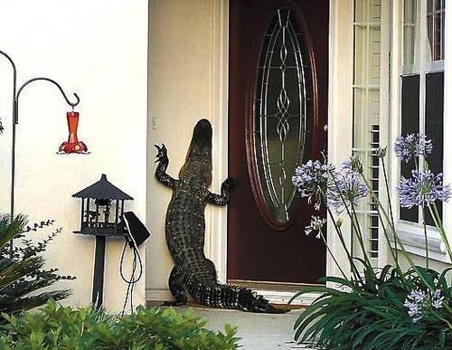 Дикие хищники в квартире: от любви до трагедии один шаг