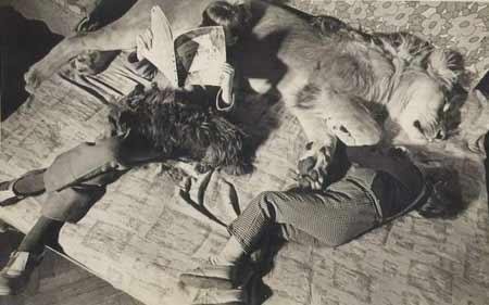 Дикие хищники в квартире: от любви до трагедии один шаг