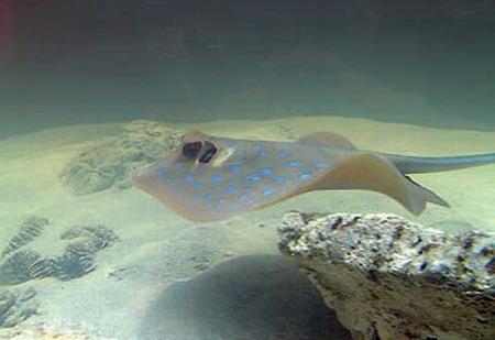 Дикие хищники в квартире: от любви до трагедии один шаг