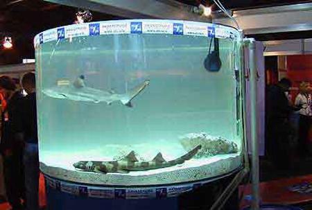 Дикие хищники в квартире: от любви до трагедии один шаг