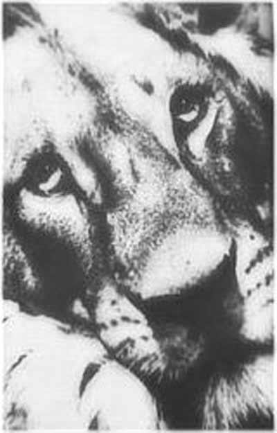 Дикие хищники в квартире: от любви до трагедии один шаг