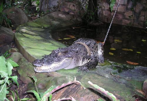 Дикие хищники в квартире: от любви до трагедии один шаг