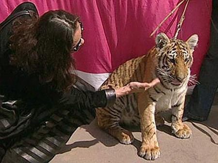 Дикие хищники в квартире: от любви до трагедии один шаг