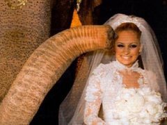 Николь Ричи вышла замуж со слоном