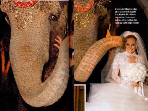 Николь Ричи вышла замуж со слоном
