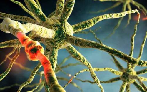 Части тела людей, жившие самостоятельной жизнью