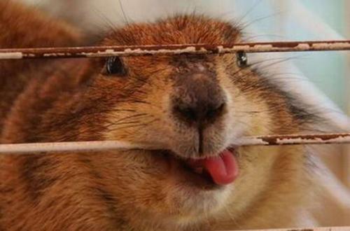 ТОП-20 самых курьезных преступлений 2013 года