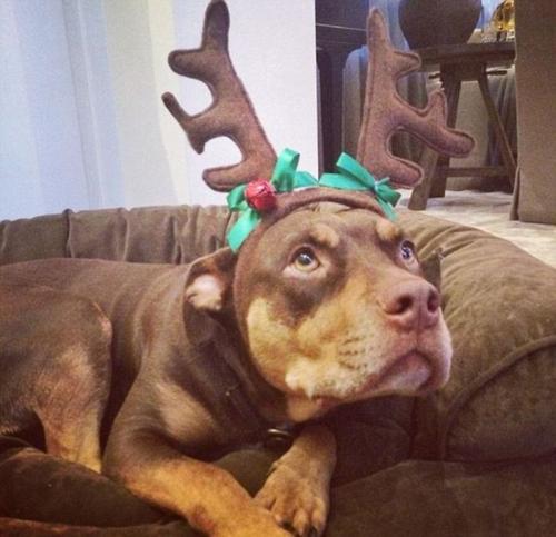 Как голливудские звезды отметили Рождество